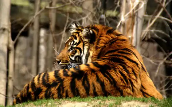 тигр, хищник, полосатый, кошка, 