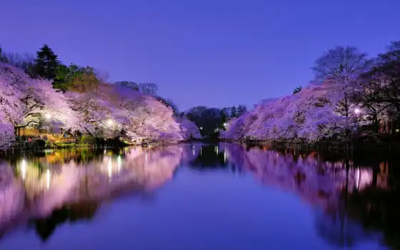 япония, Сакура, мост, цветы, река,  