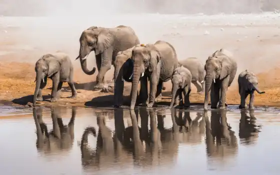 слон, африка, полив, таинственный, ботсвана, парок, национальный