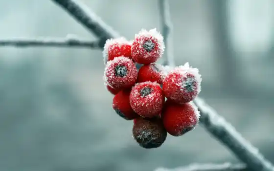 ta, снег, winter, skincare, fresh, ягода, холод, рябина, messendzher, baham