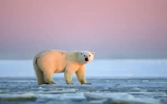 медведь, полярный, лед, арктика, животное, тот, белый, закат, снег