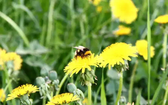bumblebee, одуванчик, makryi, цветы, mobile, поляна, smartphone, поле, yellow, опыление, popularity