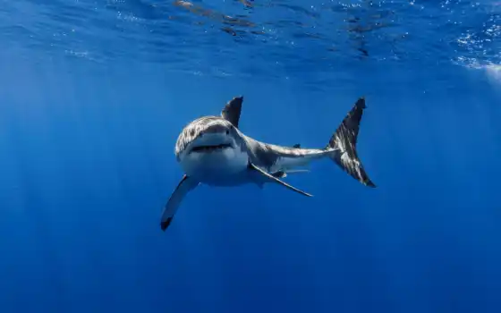 акула, white, water