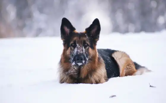 овчарка, немец, собака, снег, зима, животное, редкий