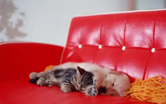 собака, диване, сладко, щенок, котята, котенок, спит, кошками, разных, спят, 
