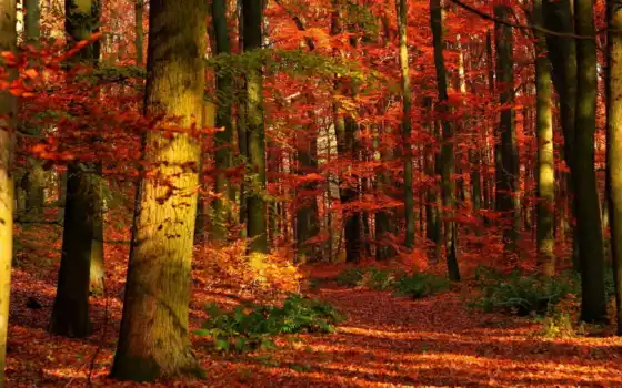 осень, лес, деревя, природа, 