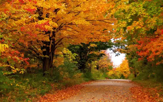 осень, времена, года, природа, парки, деревя, листья, леса, 
