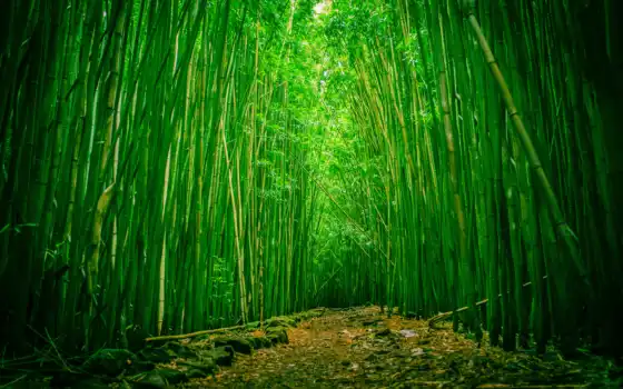 лес, бамбук, хаваи, пена, халеакала, национальный, мауи, парк,
