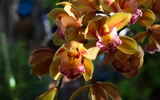 орхидеи, настольные,