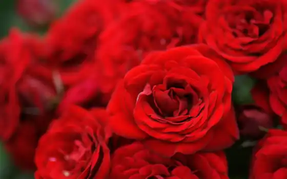 цветы, красные, розы, букет, 