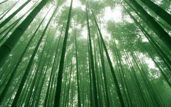 лес, бамбук, зелёный, небо, листва, деревья, дерево, 