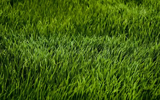 семенное, газон, трава, рубль, сравнивание, питание