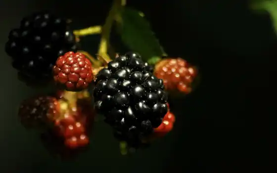 ягода, черничная, фотчерная, фон, фотогоягода, фотежевика