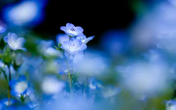природа, цветы, голубые, синие, растительность, 
