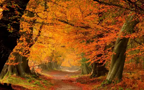 , листва, алея, деревья, осень,