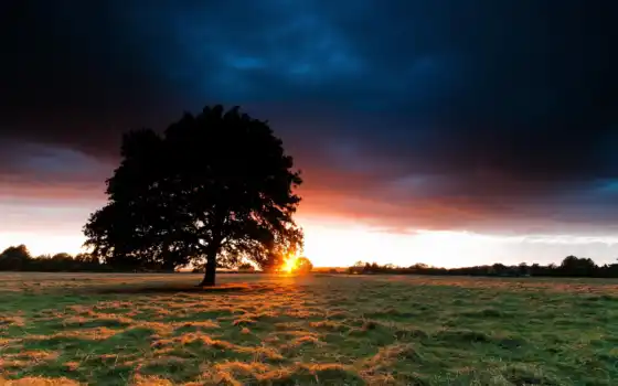 дерево, поле, закат, трава, солнце, лунки, пейзаж, облака, фонари,