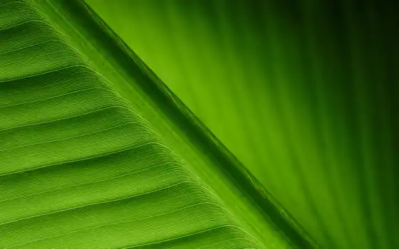 зелёный, leaf, листва, текстура, лист
