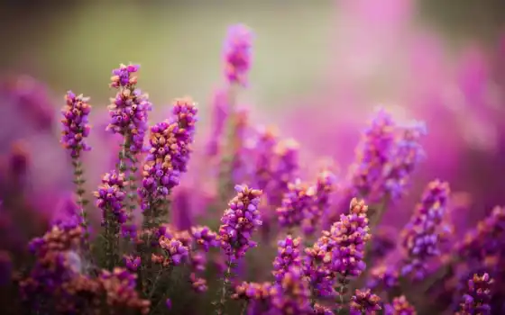 цветы, природа, растение, фиолетовый, лаванда, мудрец