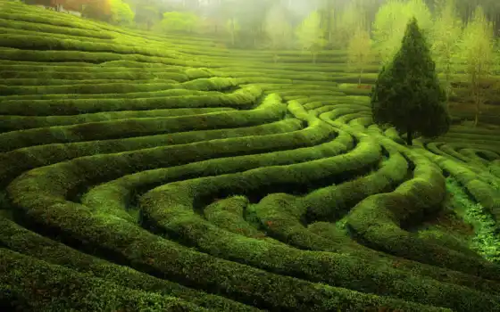 чая, поле, зелёный, растение, терасса