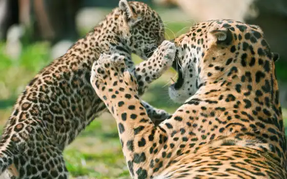 jaguar, детенышей, молодежь, смотрите, zhivotnye, об, ягуара,