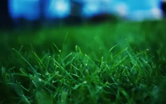 поле, молодая, зелёная, разных, everything, футбольное, пробивается, травка, 