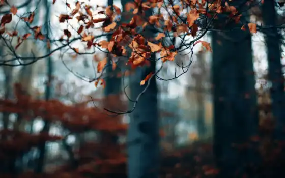 осень, лист, branch, эстетика, dry, дерево, лес, фон, хороший, винил