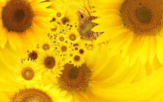 sunflowers, free, подсолнух, yellow, images, цветы, изображение, 