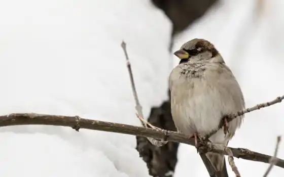 птица, кыргызстан, воробей