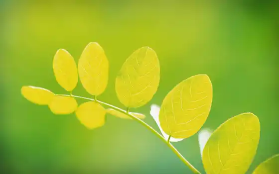 leaf, yellow, лист, круглый, makryi, зелёный, добавить, дерево, назад
