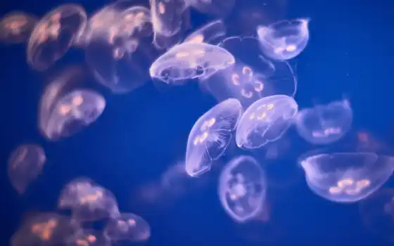 медуза, подводной, коробчатый, под, под, вода, хорош, уз, мобильный