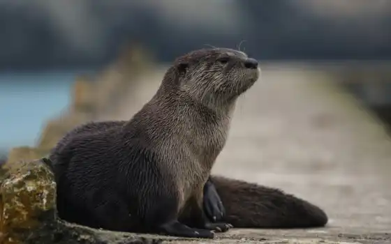 otter, sea, animal, млекопитающие машины, позвоночные
