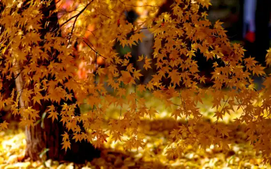 зрелые, осень, свет, желтый, дерево, дерево, разрешение, кубок,