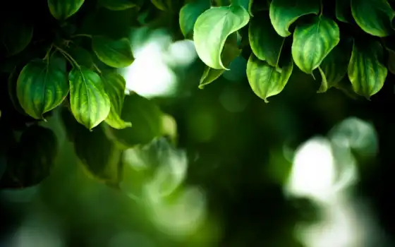 лист, зеленое, funart, oir