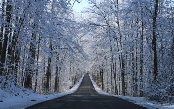 дерево, дорога, снег