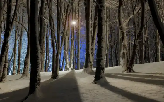 invierno, noche, bosque, nieve, del, paisajes, naturaleza, rboles, sweetos,