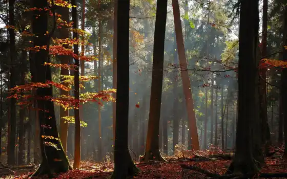 лес, осень, трава, деревья, пейзажи, солнечный свет, лучи,