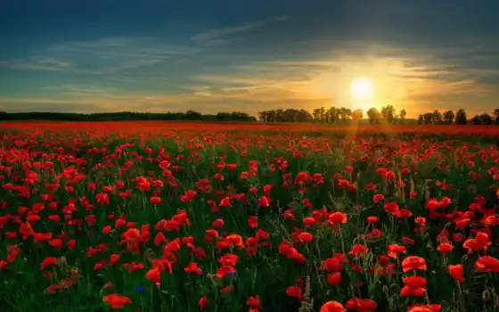 цветы, поле, мак, закат, красный, пейзаж