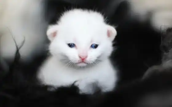 белый, котенок, классный, узкий, макри, малыш, синий