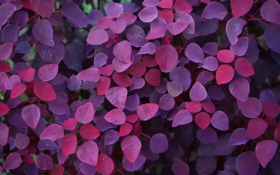 листья, фиолетовый, осень, взгляд, красивые, 