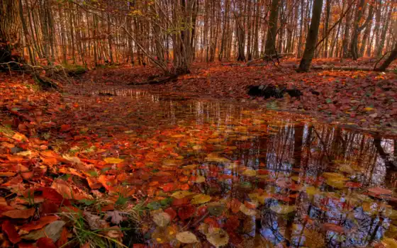 осень, лес, деревья, ручей, род, время, год, река, народ,