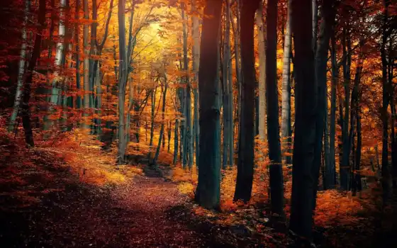 лес, один, осень, ли дело, краски, свиные, осенние, деревья,