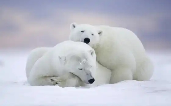медведь, белый, арктика, сидение, зима, светосвет, огонь, лампа, ночь