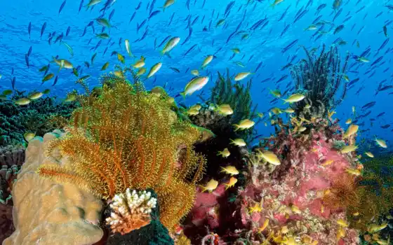 рыба, море, искусство, вода, коралл, прекрасное, природа, подводный мир, водосл