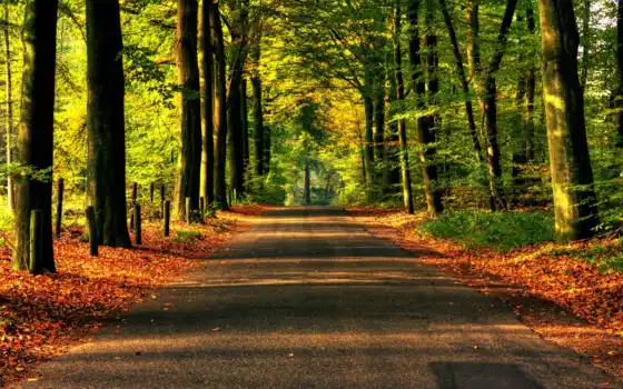 дорога, лес, деревя, асфальт, природа, лесу, осень, 