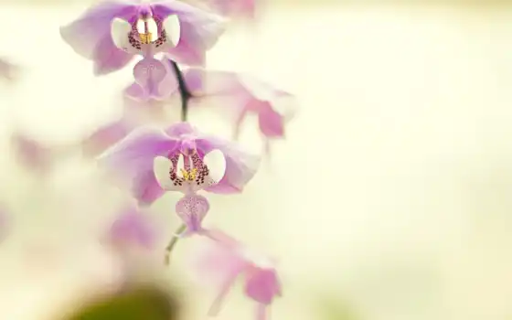 орхидея, ифон, настольный, точка, обой, цвет,