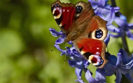 бабочка, cvety, цветах, гиацинтовый, красивые, бабочки, орхидея, красивых, букет, макро, 
