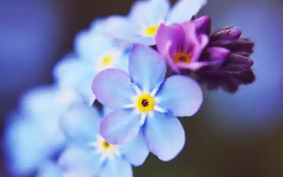 маленькие, синие, цветы, молодые девушки, голубые