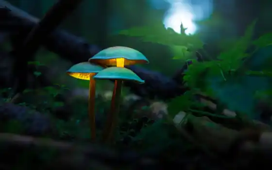 mushroom, свечение, fore, фото, фон, biome, растение, how, tiny, пасть
