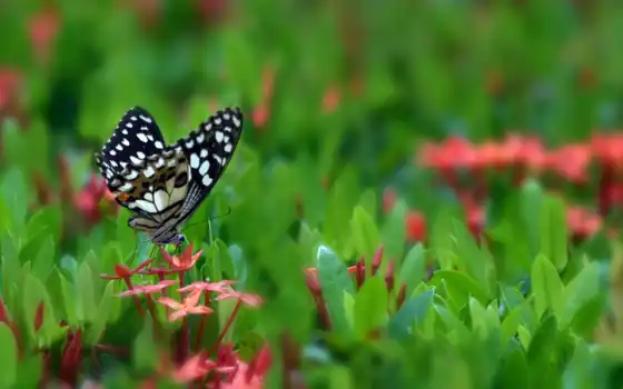 makryi, цветы, бабочка, насекомое, трава, free, добавить, kartinika, love, greenery