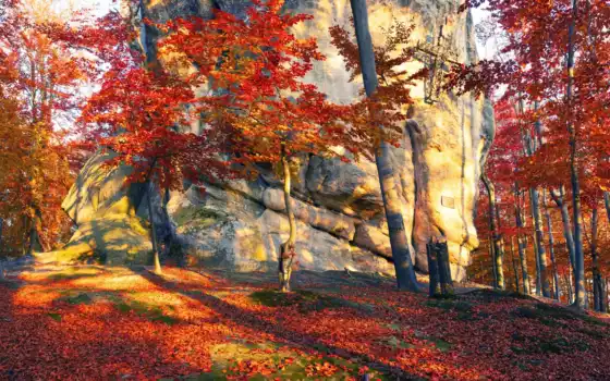осень, лес, украин, солнце, лист, закарпатия, солнце